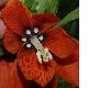 image of Fritillaria imperialis