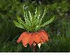 image of Fritillaria imperialis