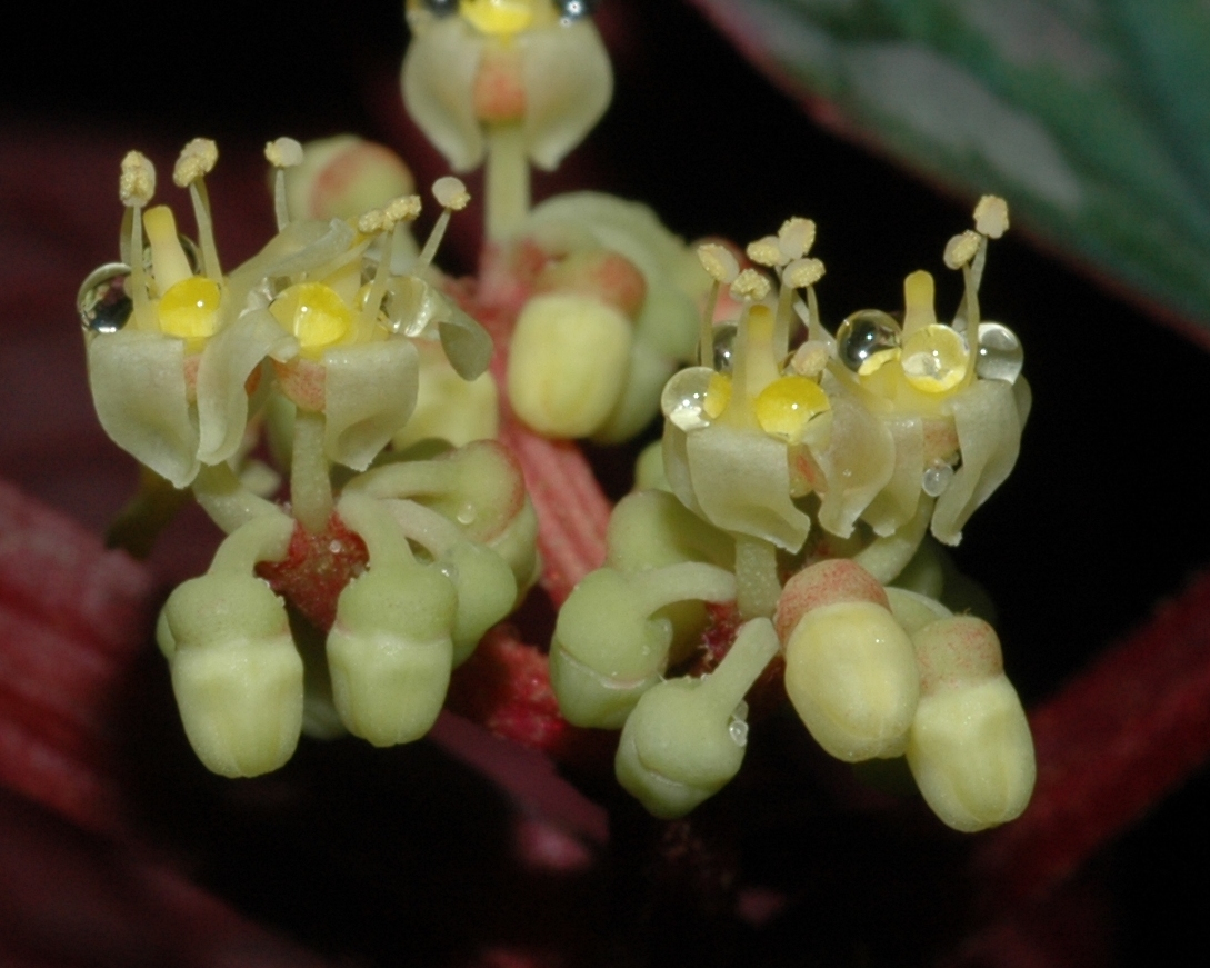 Vitaceae Cissus discolor