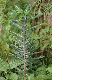 image of Euphorbia cruciata