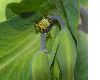 image of Euphorbia cruciata