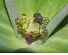 image of Euphorbia cruciata