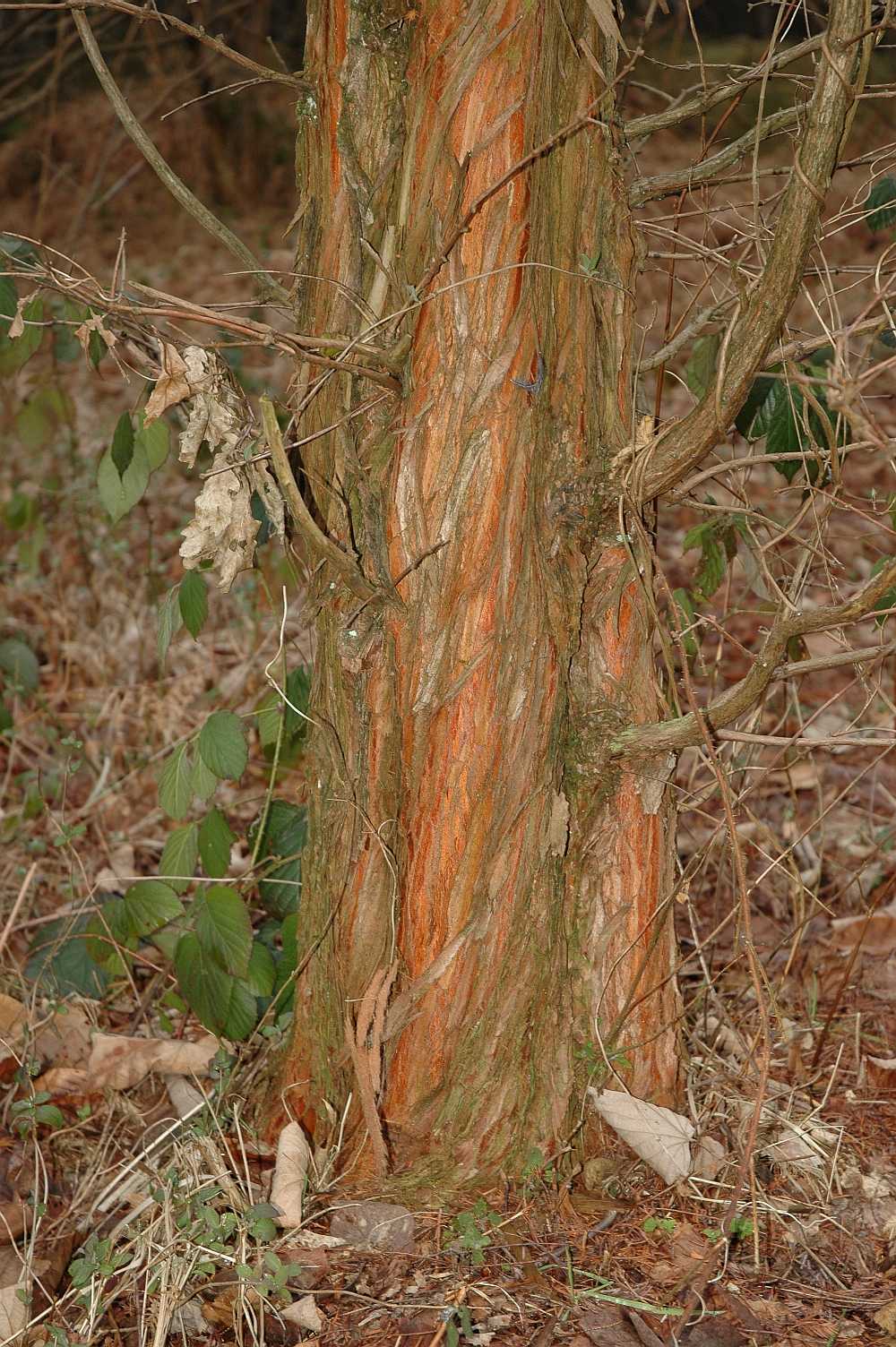 Cupressaceae Metasequoia glyptostroboides