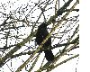 image of Sambucus nigra