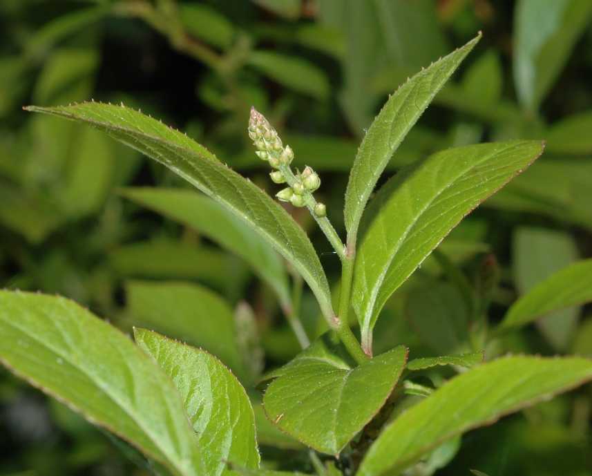 Iteaceae Itea virginica