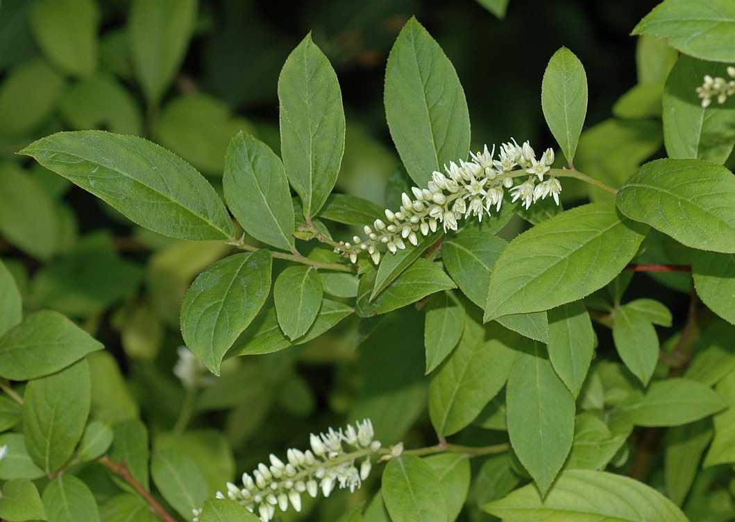 Iteaceae Itea virginica