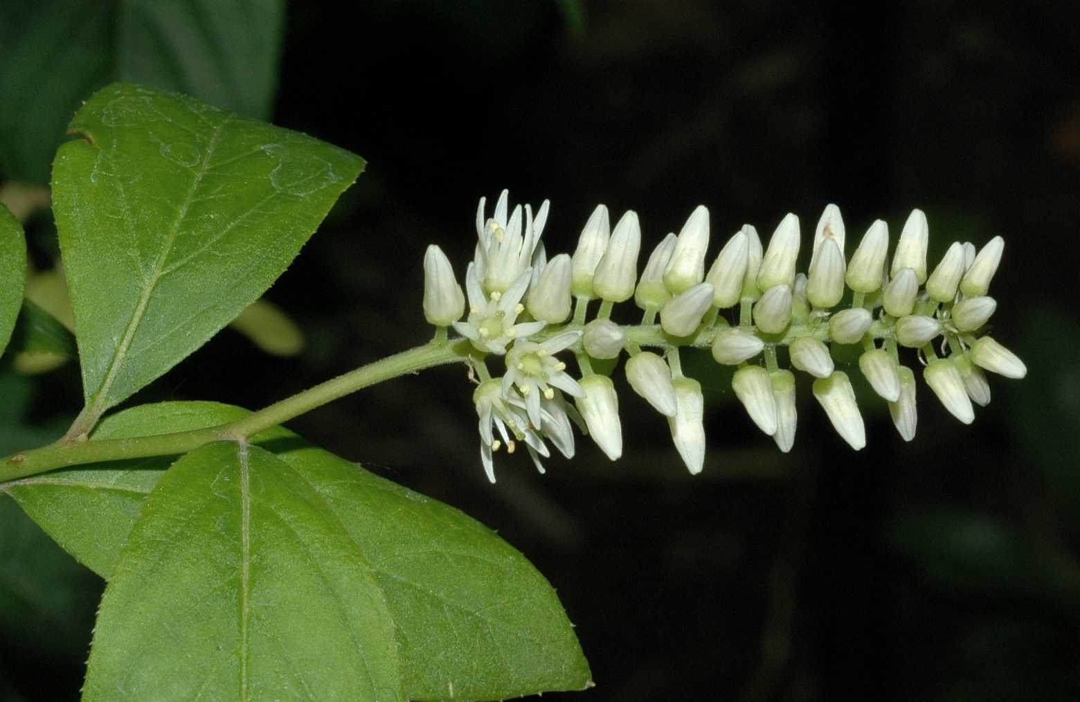 Iteaceae Itea virginica