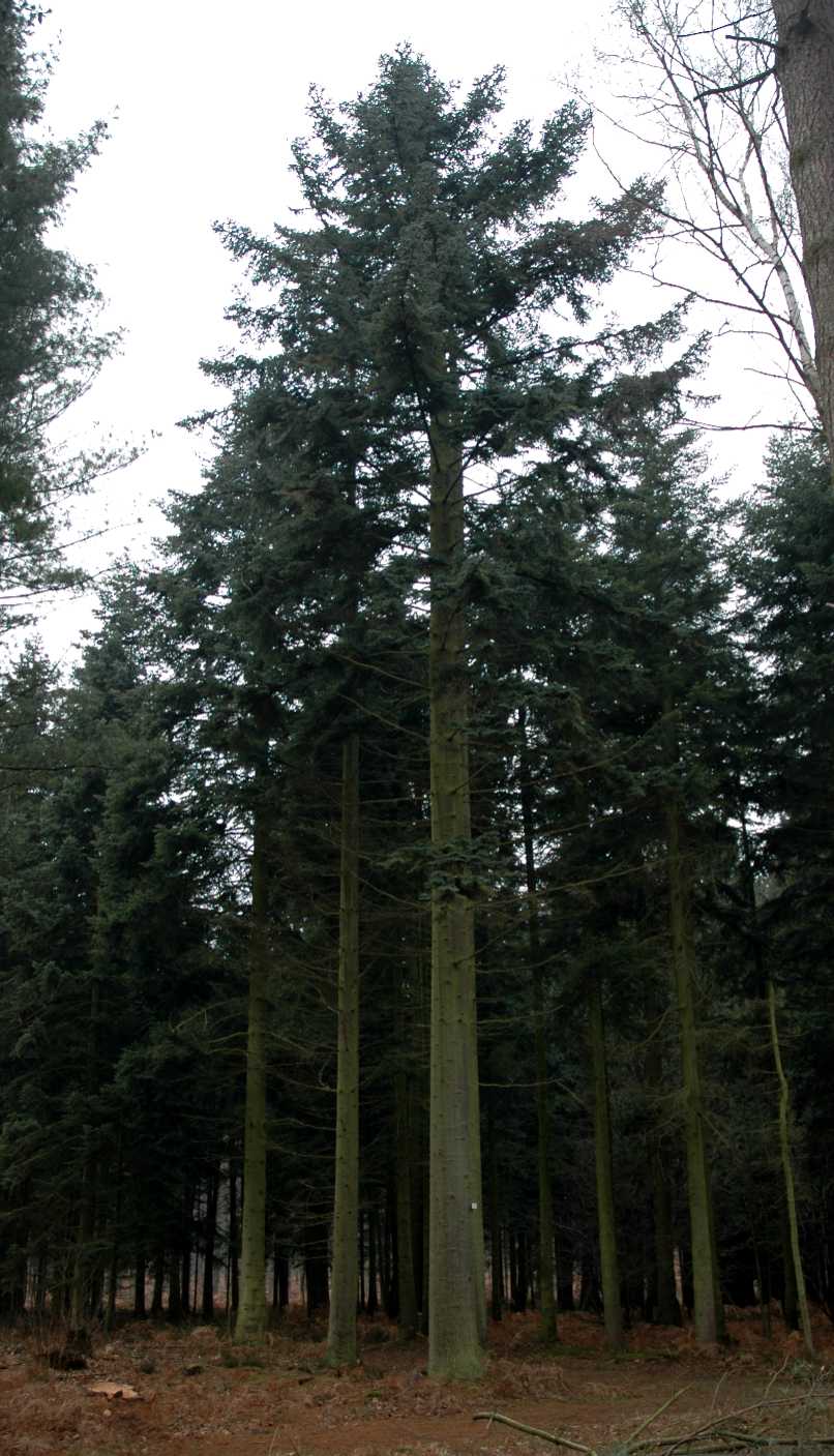 Pinaceae Abies procera