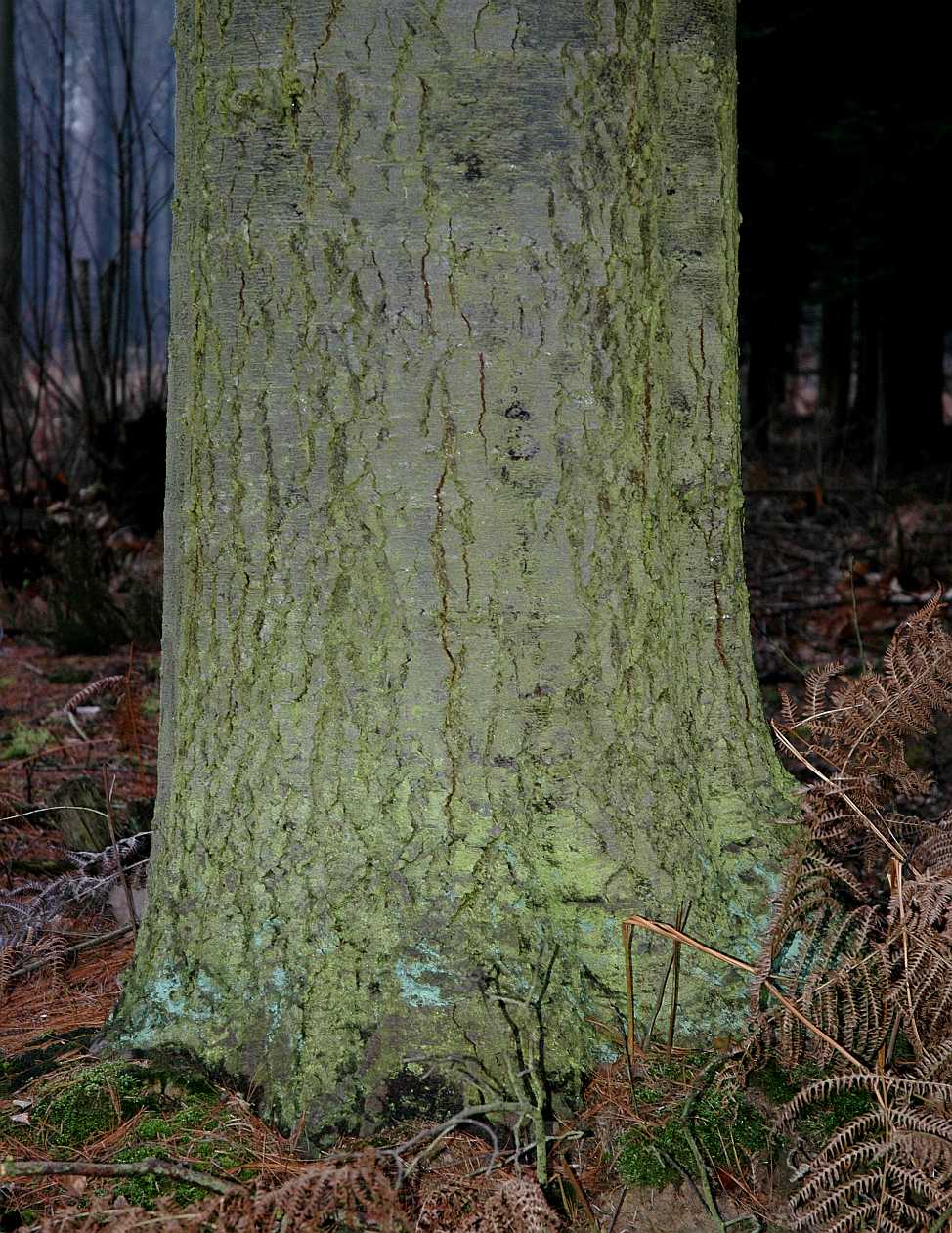 Pinaceae Abies procera