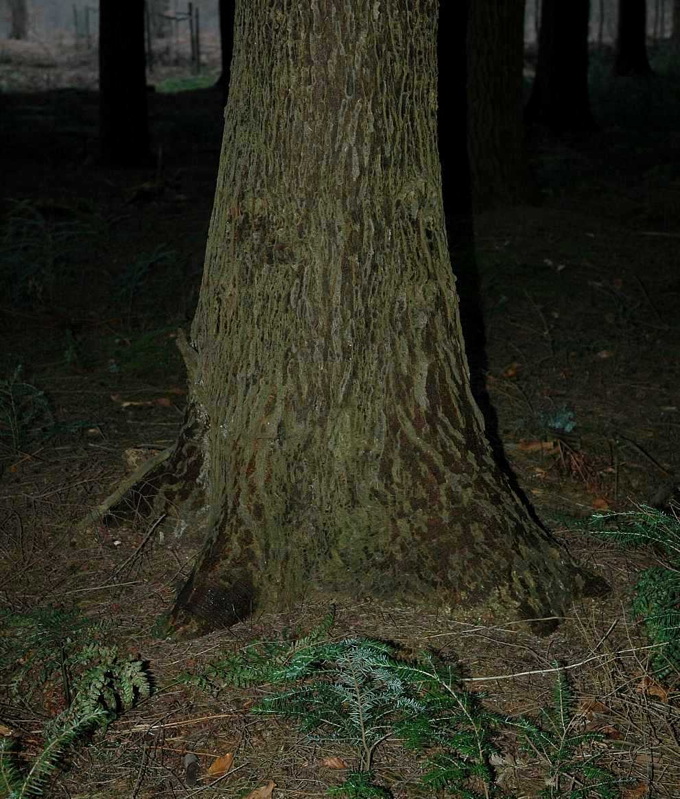 Pinaceae Tsuga heterophylla
