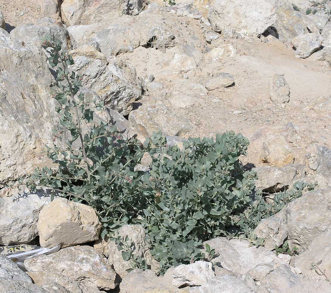 Amaranthaceae Atriplex 