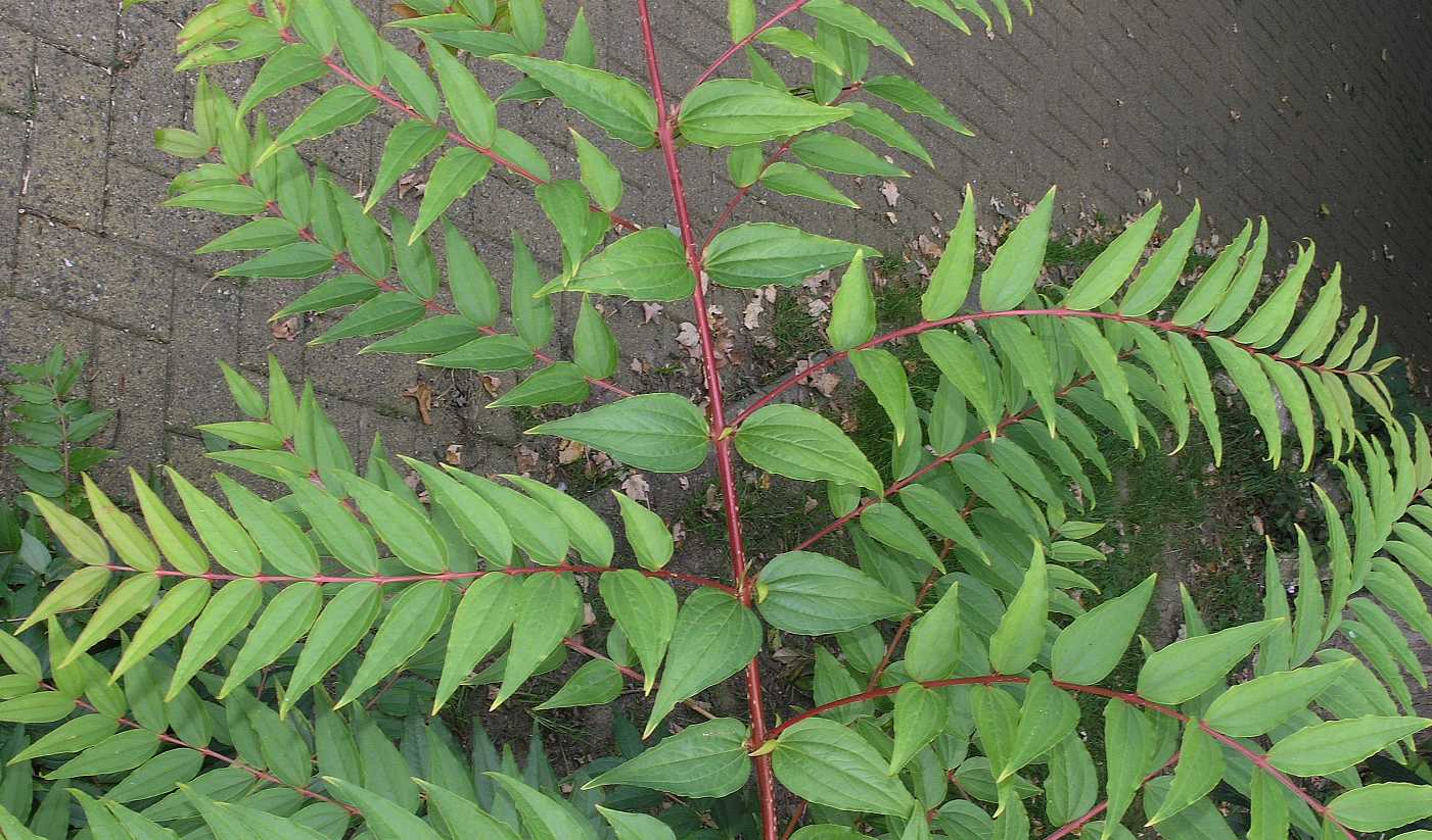 Coriariaceae Coriaria myrtifolia