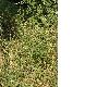 image of Agrimonia eupatoria