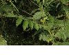 image of Agrimonia eupatoria