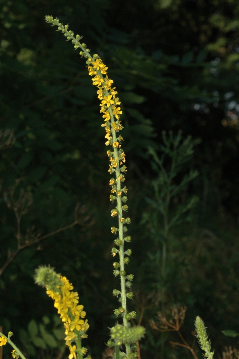Rosaceae Agrimonia eupatoria