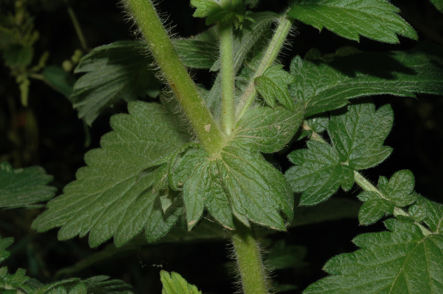 Rosaceae Agrimonia eupatoria