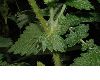 image of Agrimonia eupatoria