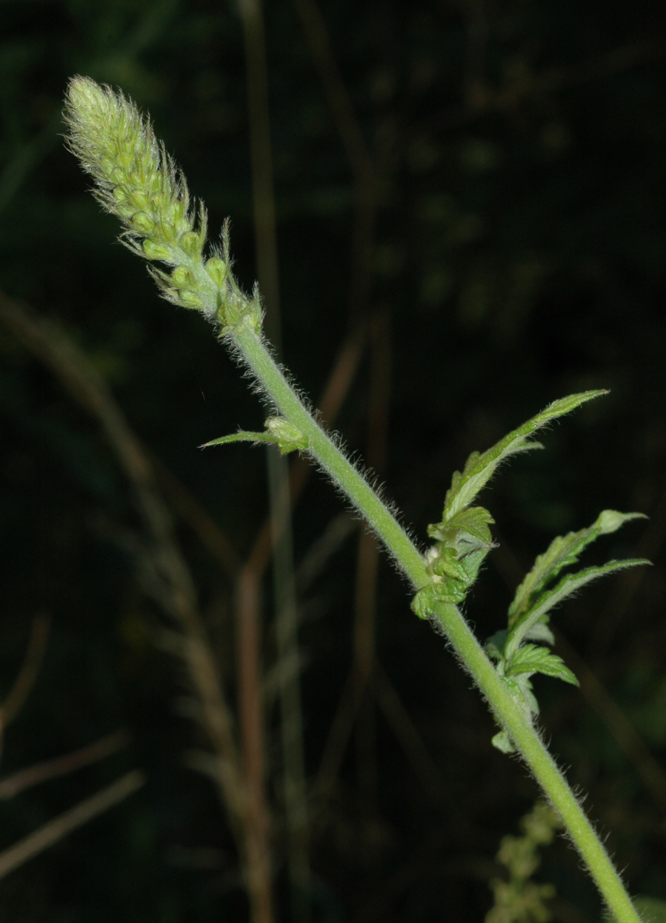 Rosaceae Agrimonia eupatoria