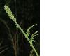 image of Agrimonia eupatoria
