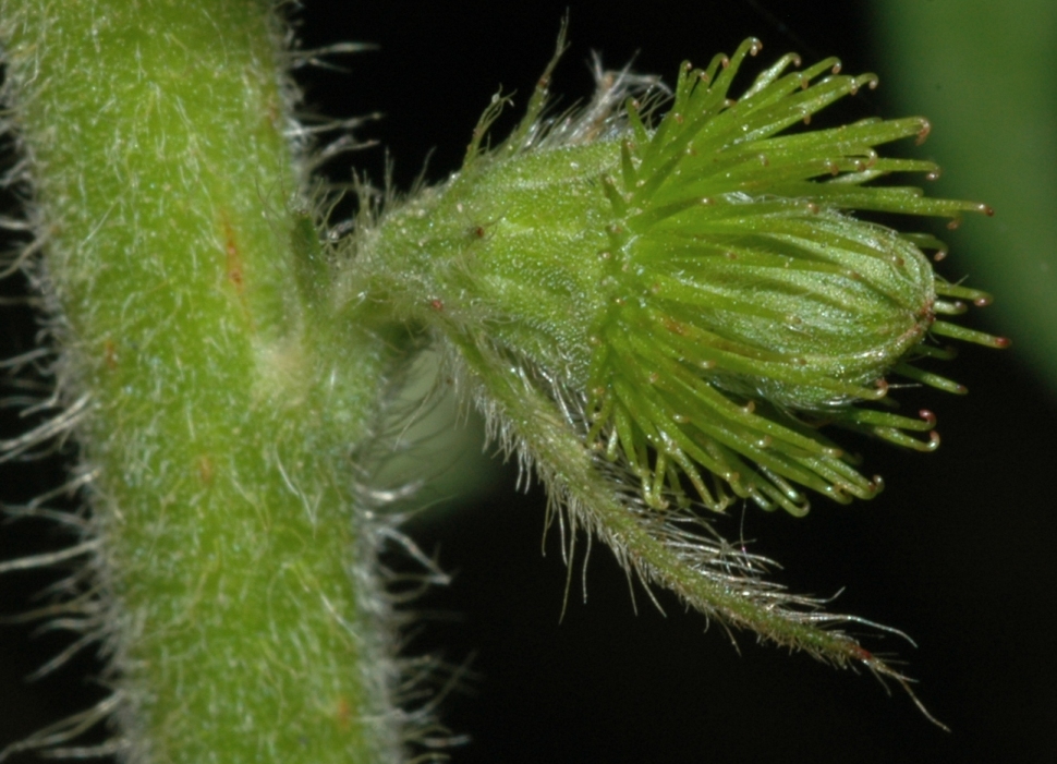 Rosaceae Agrimonia eupatoria