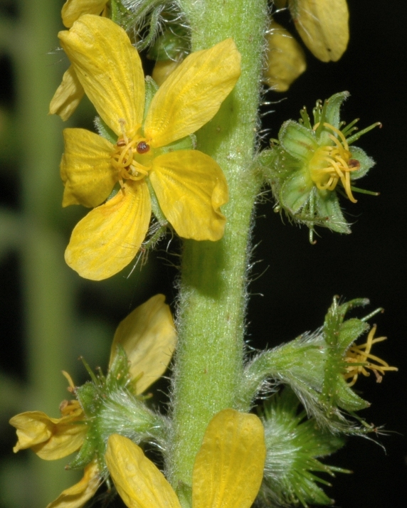 Rosaceae Agrimonia eupatoria