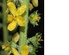 image of Agrimonia eupatoria