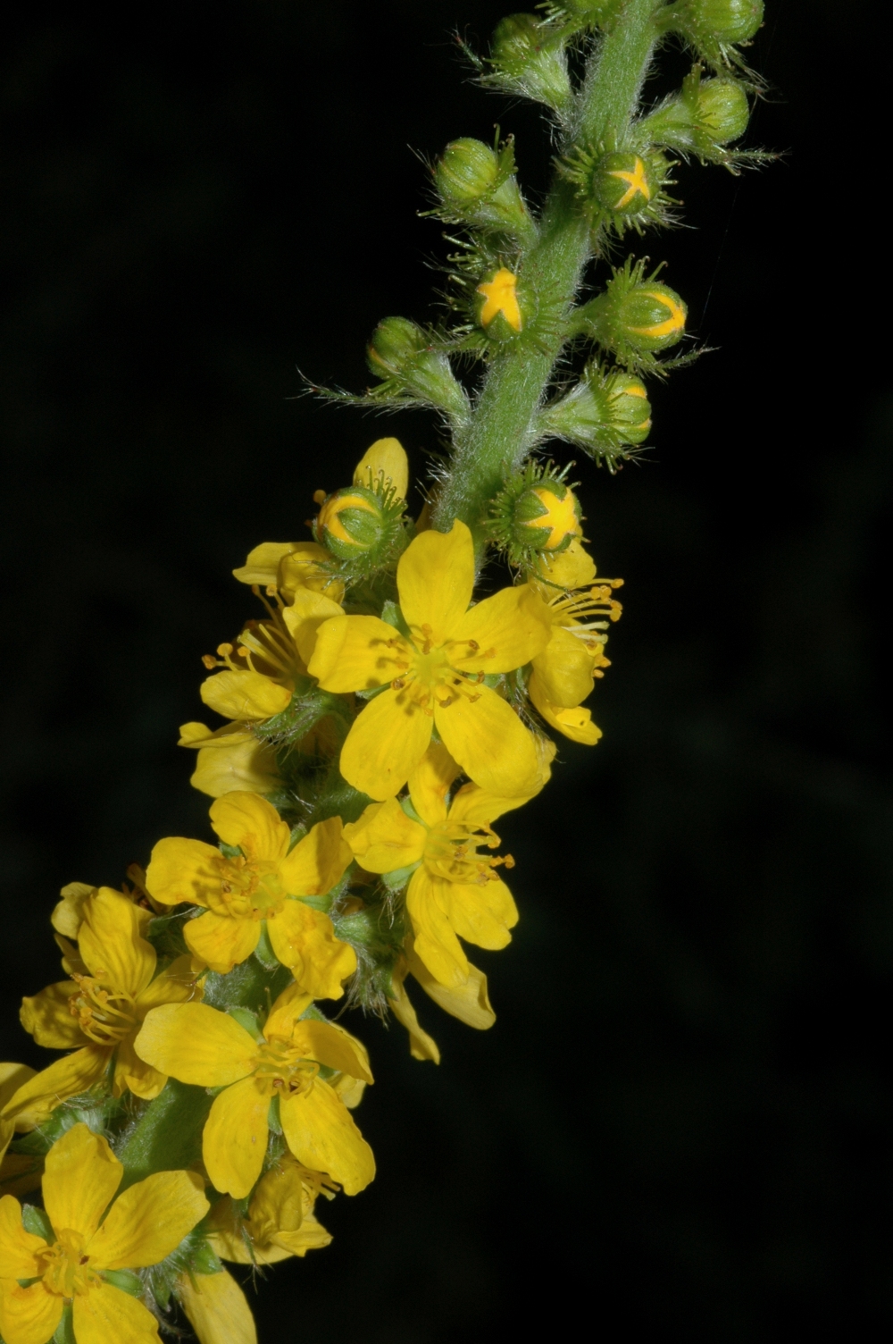 Rosaceae Agrimonia eupatoria