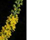 image of Agrimonia eupatoria