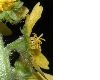 image of Agrimonia eupatoria