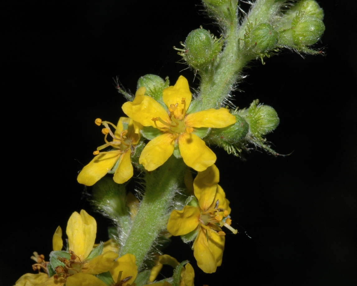 Rosaceae Agrimonia eupatoria