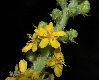 image of Agrimonia eupatoria