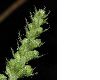 image of Agrimonia eupatoria