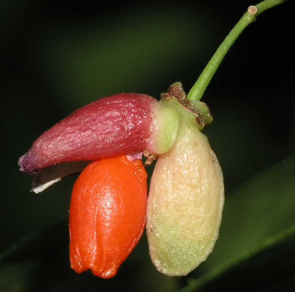 Celastraceae Euonymus alatus