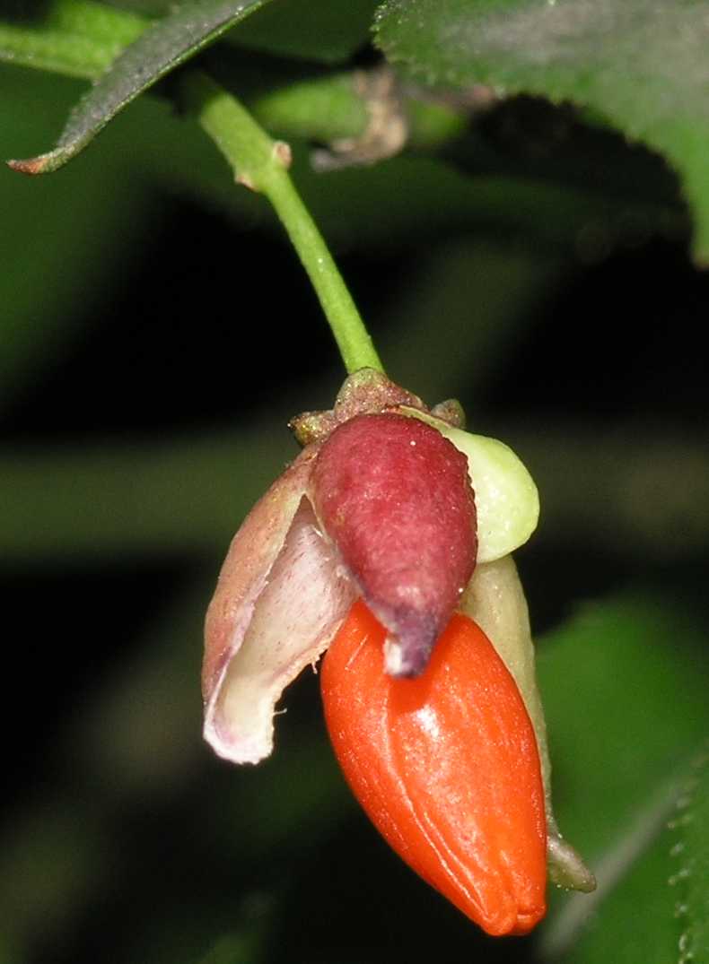 Celastraceae Euonymus alatus