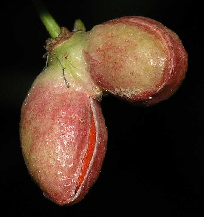 Celastraceae Euonymus alatus