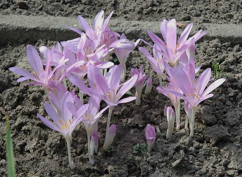 Colchicaceae Colchicum autumnale