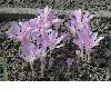 image of Colchicum autumnale