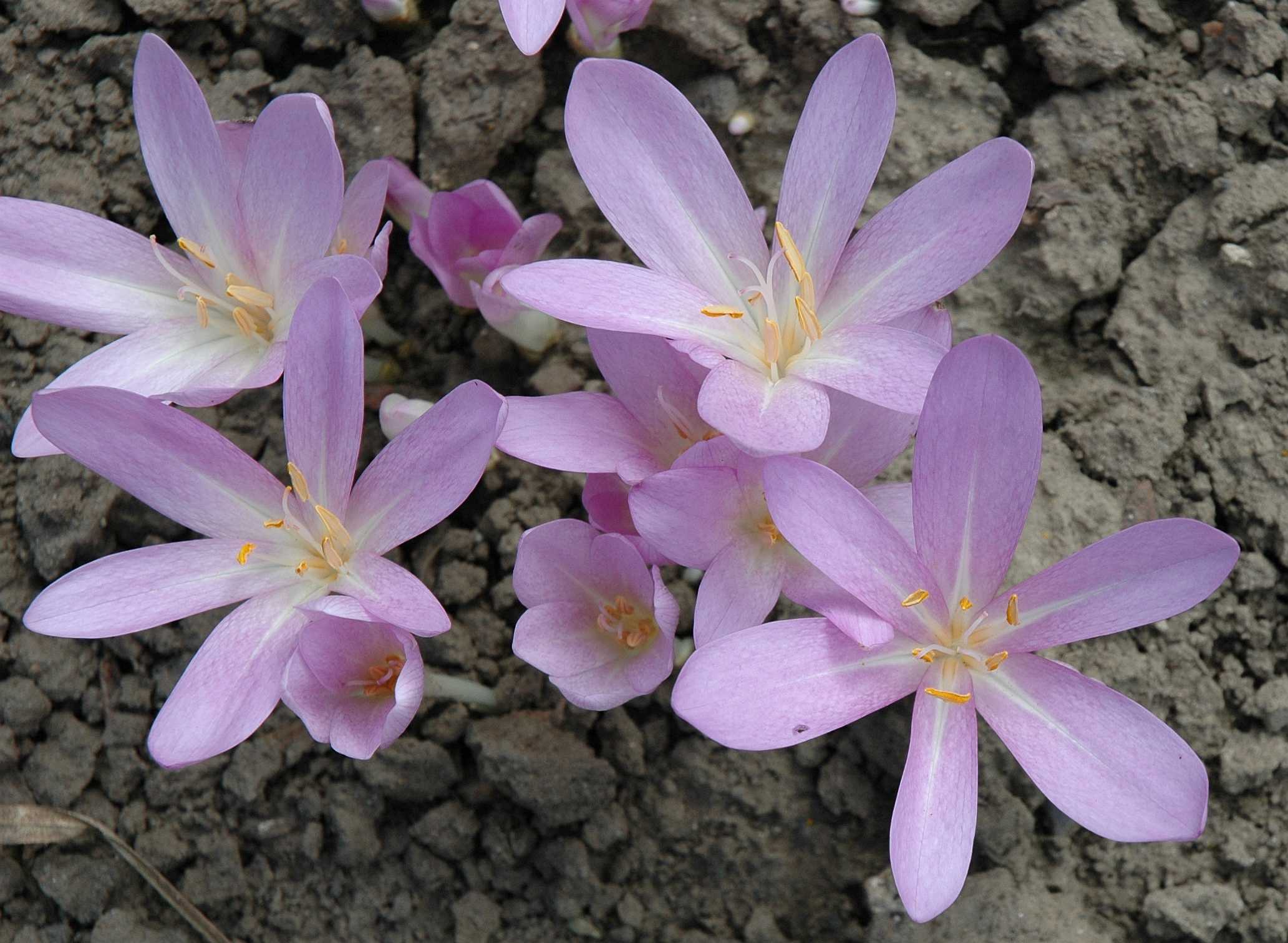 Colchicaceae Colchicum autumnale
