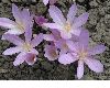 image of Colchicum autumnale