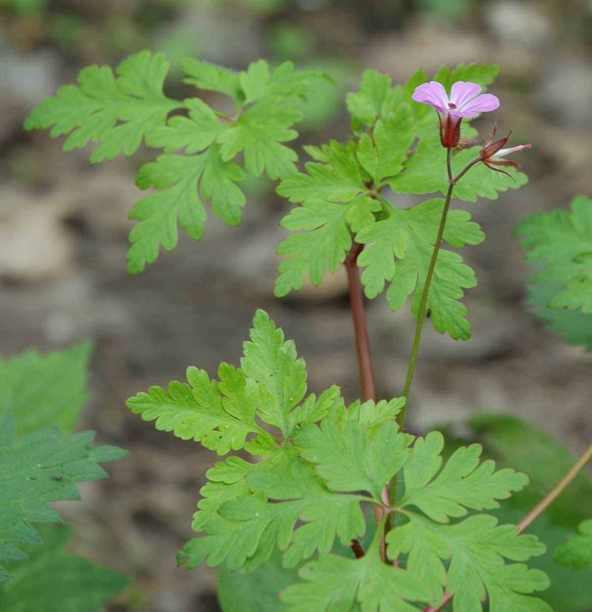 Geraniaceae Geranium robertianum