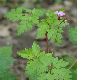image of Geranium robertianum