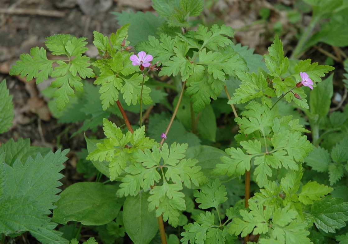 Geraniaceae Geranium robertianum