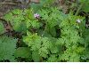 image of Geranium robertianum