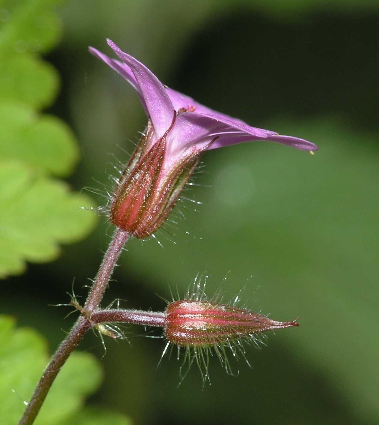 Geraniaceae Geranium robertianum