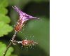 image of Geranium robertianum