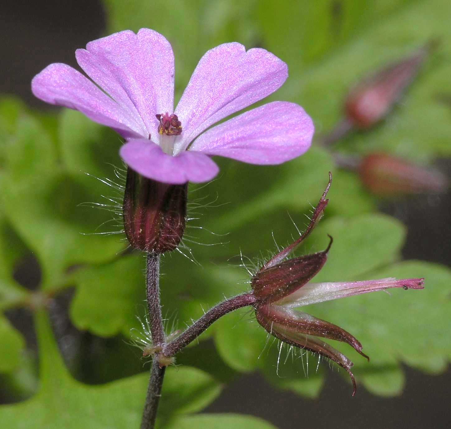 Geraniaceae Geranium robertianum