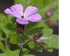 image of Geranium robertianum