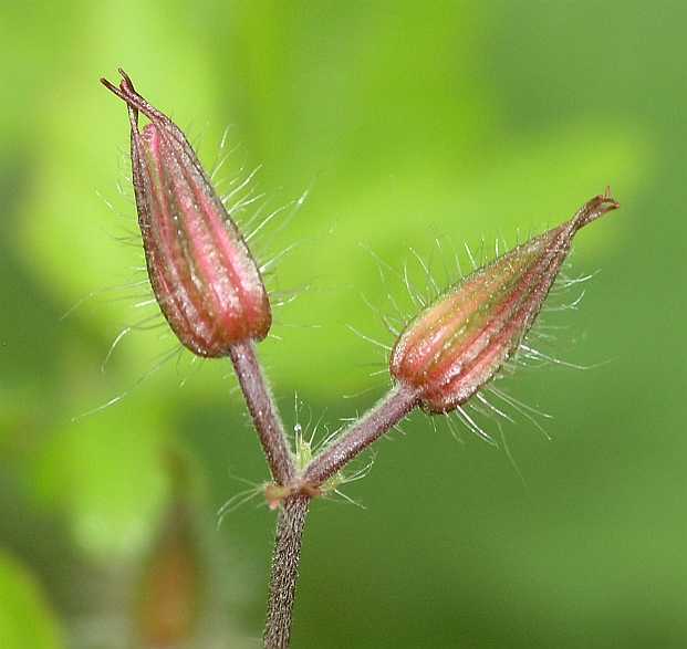 Geraniaceae Geranium robertianum