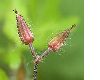 image of Geranium robertianum