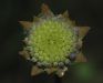image of Jasione montana